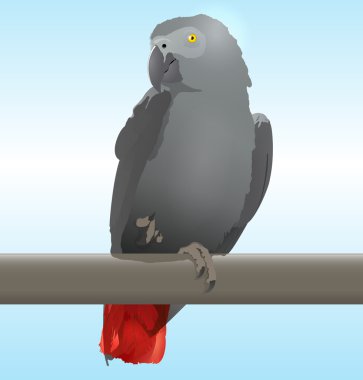 African Grey Parrot clipart