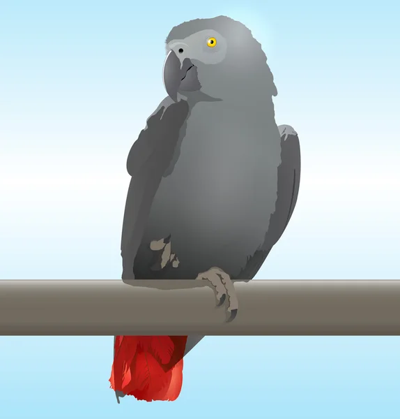 Papagal gri african — Vector de stoc