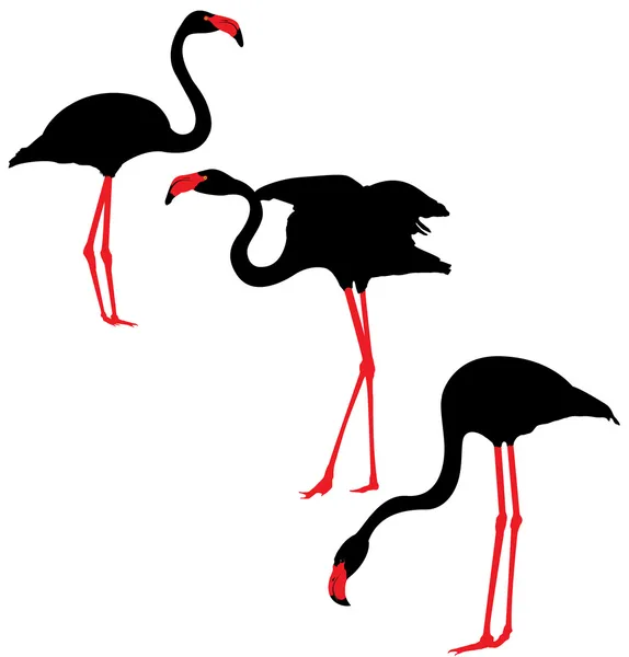 Flamingó sziluettek — Stock Vector