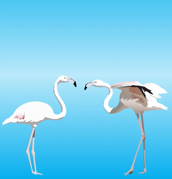 Vector illustration with two Flamingo — Stock Vector