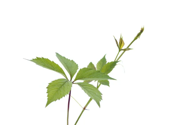 Plante verte isolée sur blanc — Photo