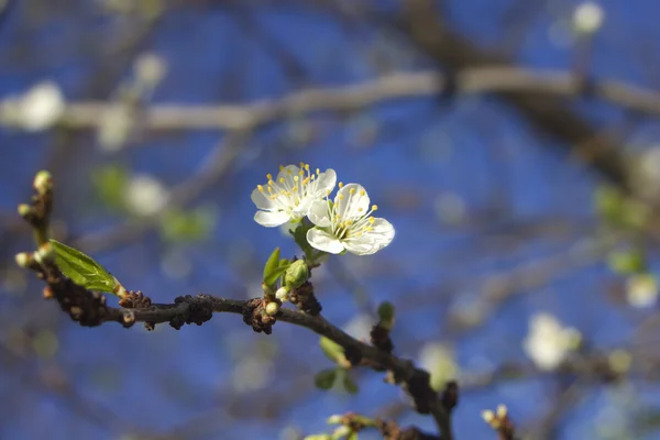 Spring plum blossom — Stock Photo, Image