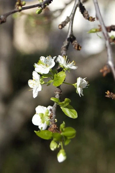 Spring plum blossom — Stock Photo, Image