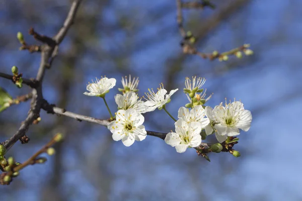 Spring plum blossom — Stock Photo, Image