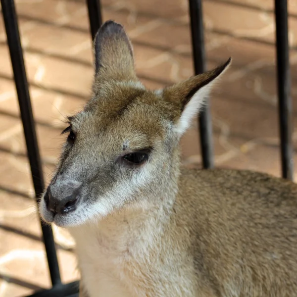 Kangaroo in cage — Stock Photo, Image