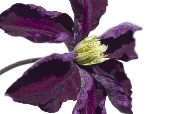 Clemantis květina na bílém pozadí — Stock fotografie