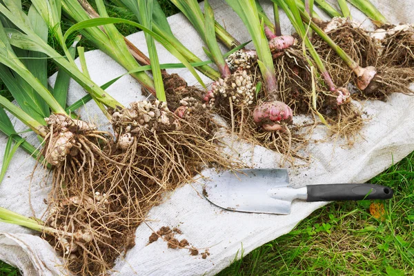 Gladioli scavati per metterli in deposito — Foto Stock