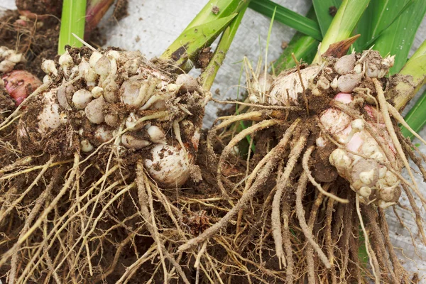 Lâmpadas Gladiolus são desenterradas para o armazenamento — Fotografia de Stock