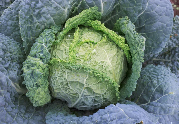 Savoy cabbage — Stock Photo, Image