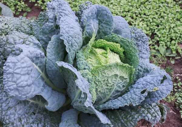 Savoy cabbage in the garden — Stock Photo, Image