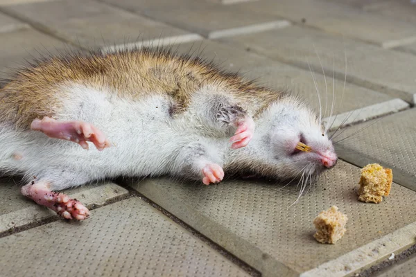 Rata envenenada por cebo tóxico —  Fotos de Stock