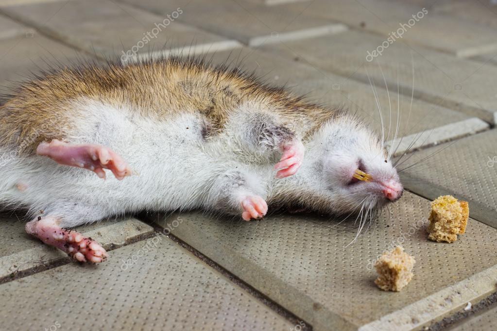 Résultat de recherche d'images pour "souris"