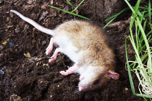 Rudy zatruty szczur na polu — Zdjęcie stockowe