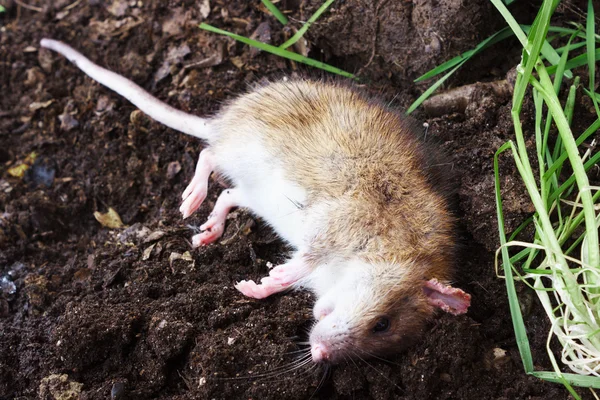 Redhead meracuni tikus di lapangan — Stok Foto