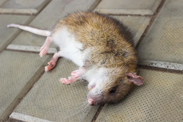 Отравленная крыса — стоковое фото