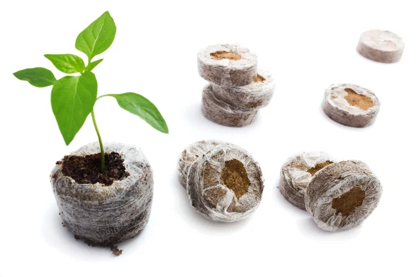 Briquetes de turfa para mudas em crescimento — Fotografia de Stock