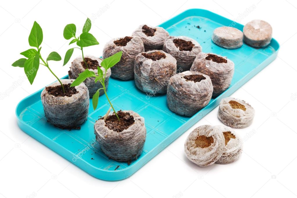 Seedling vegetable plants grown in peat tablet on a pallet