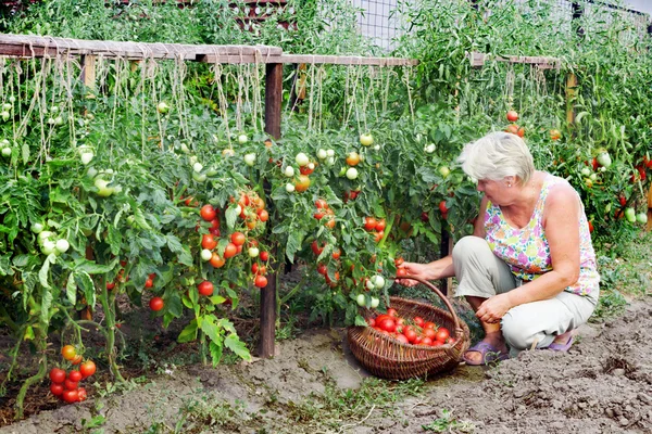 A senhora de um jardim de cozinha recebeu a colheita — Fotografia de Stock