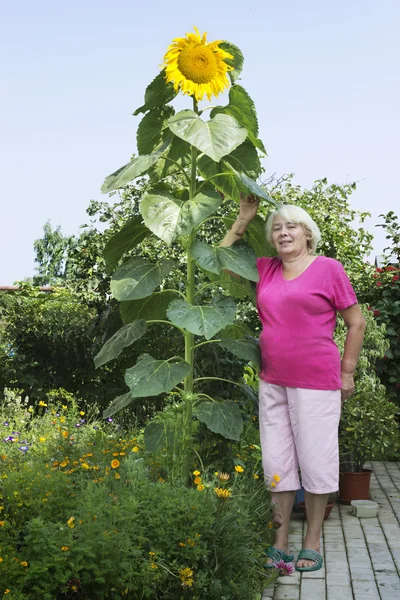 Cottager near a huge sunflower — Stock Photo, Image