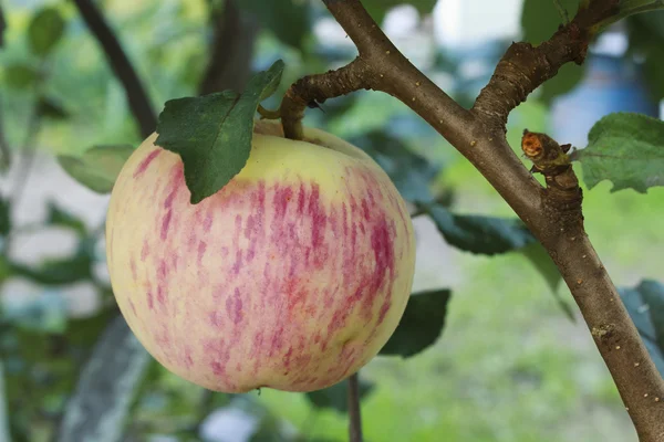 Glanzende roze apple op een tak — Stockfoto