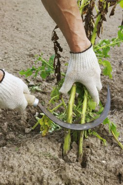 patates haulm önce kazma biçme