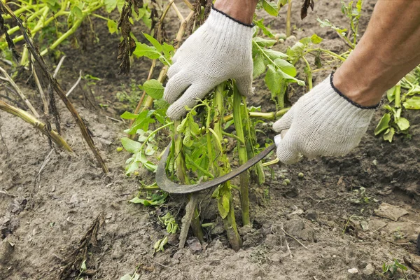 Maaien aardappel loofklappers voordat graven verzamelen — Stockfoto