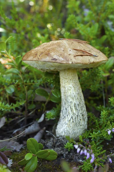 Bolet à chapeau brun dans les forêts — Photo