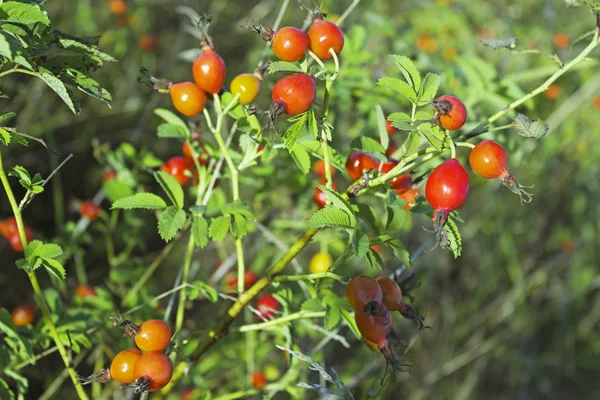 Bush of a dogrose with red fruits — Stockfoto