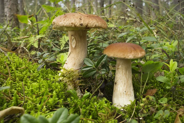 Гриб полевой (L. Boletus edulis ) — стоковое фото