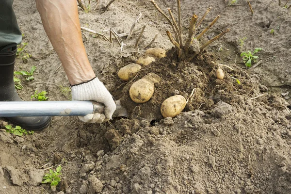 Vegetable grower harvesting potato — Stock Photo, Image