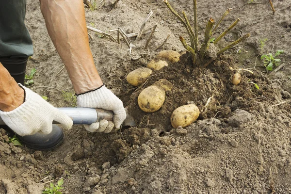 Farm worker harvesting potato — Stock Photo, Image