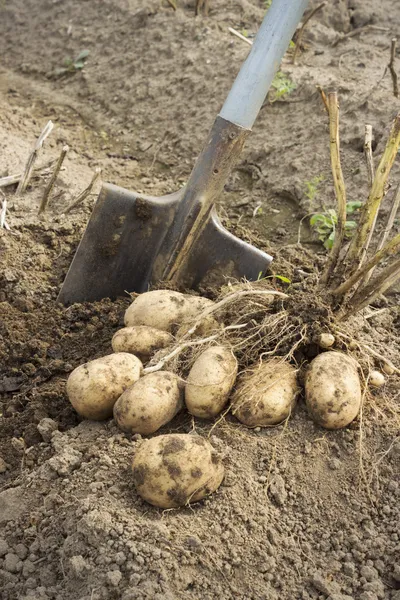 Свежий и сырой картофель на поле — стоковое фото