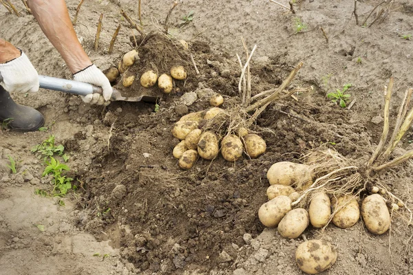 Ranchägare skörda potatis — Stockfoto