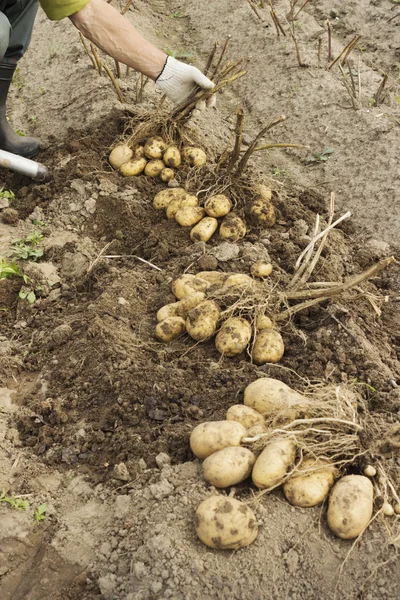 Un ouvrier agricole récolte des pommes de terre — Photo