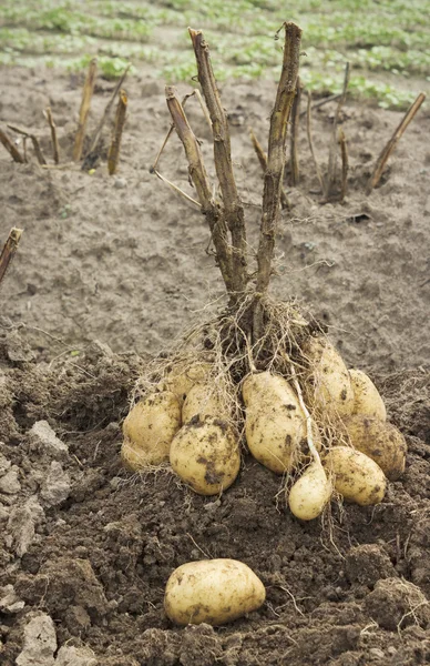 Frische Kartoffeln auf dem Feld — Stockfoto