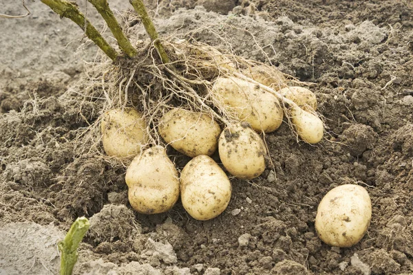 Die Knollen von einem Strauch im Kartoffelfeld — Stockfoto