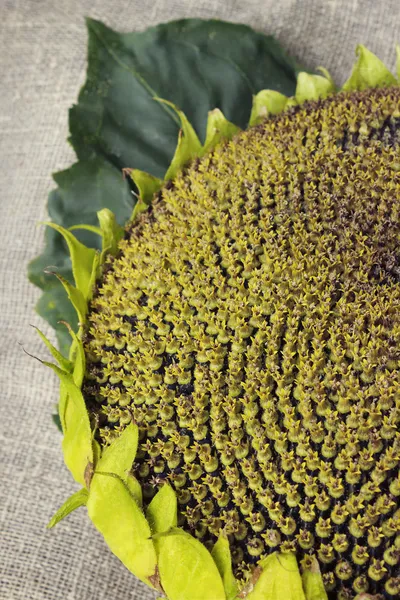 Head of the ripe sunflower — Stock Photo, Image