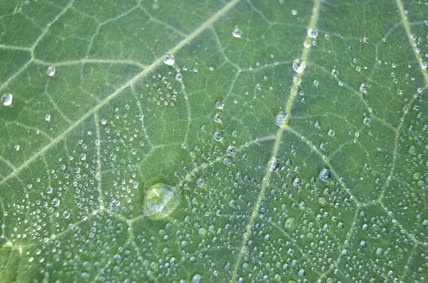 Leaf of a plant covered with dew — Stock Photo, Image