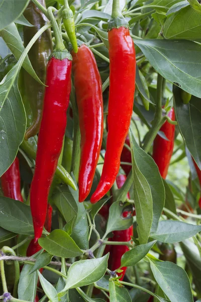 In vegetable garden grows bush with pepper — Stock Photo, Image