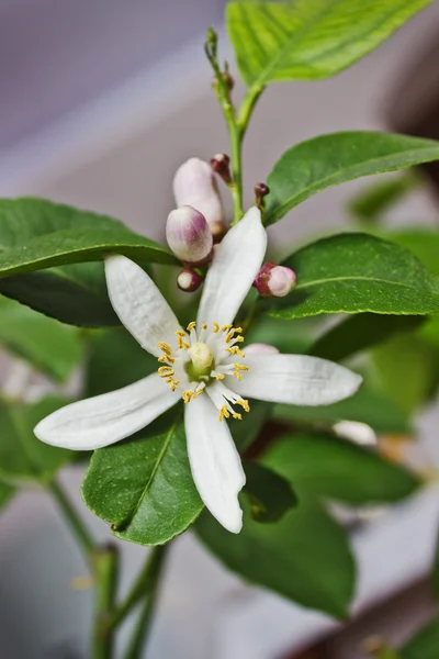 Blossoming lemon tree home form — Stock Photo, Image