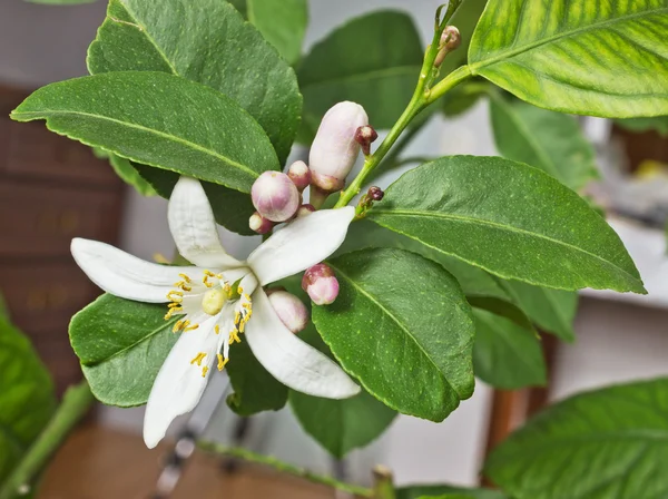 Blossoming lemon tree home form — Stock Photo, Image