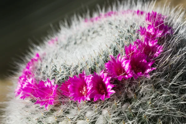 Bright flowers of a cactus Mammillaria — Stock Photo, Image