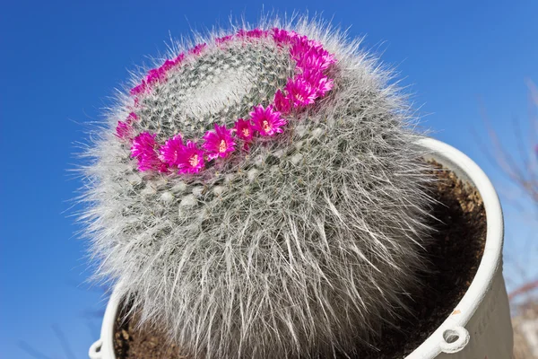 Mammillaria 선인장 하늘 배경에 — 스톡 사진