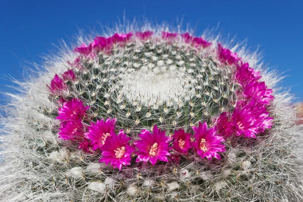 Blooming cactus Mammillaria on blue sky background — Stock Photo, Image