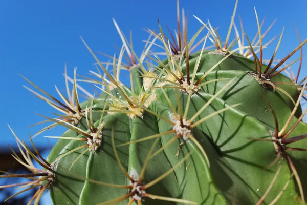 Cactus Astrophytum on sky background — Stock Photo, Image