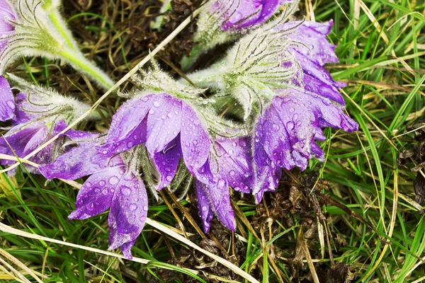 Gruppe pasque-flower ein frühlingshafter regen. April — Stockfoto