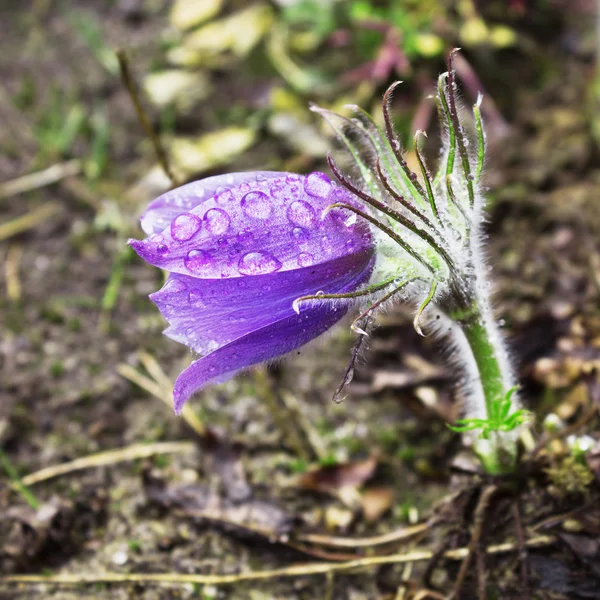 Petite pasque-flor durante a chuva. Abril — Fotografia de Stock