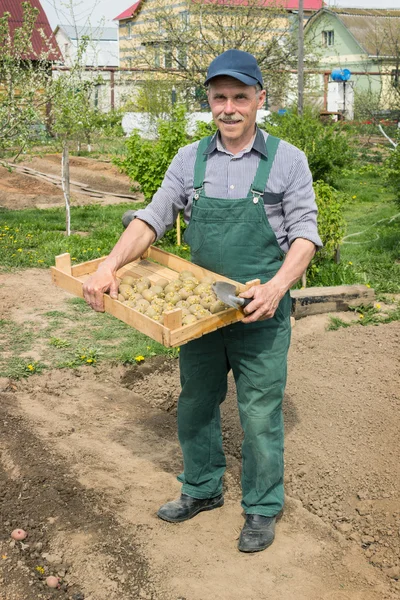 Idoso plantando batatas em seu jardim — Fotografia de Stock