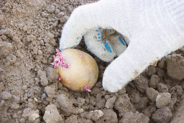 Rukou farmář, pěstovat brambory v zemi klíčky — Stock fotografie