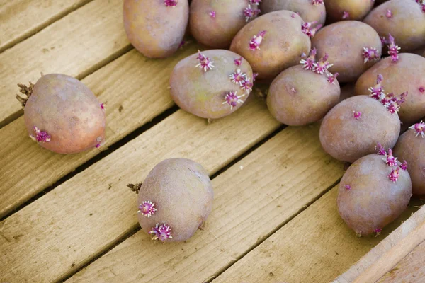 Ready for planting potatoes lies in a box — Stock Photo, Image